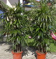 Rhapis Palm